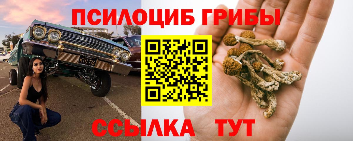 Псилоцибиновые грибы Psilocybe Йошкар-Ола